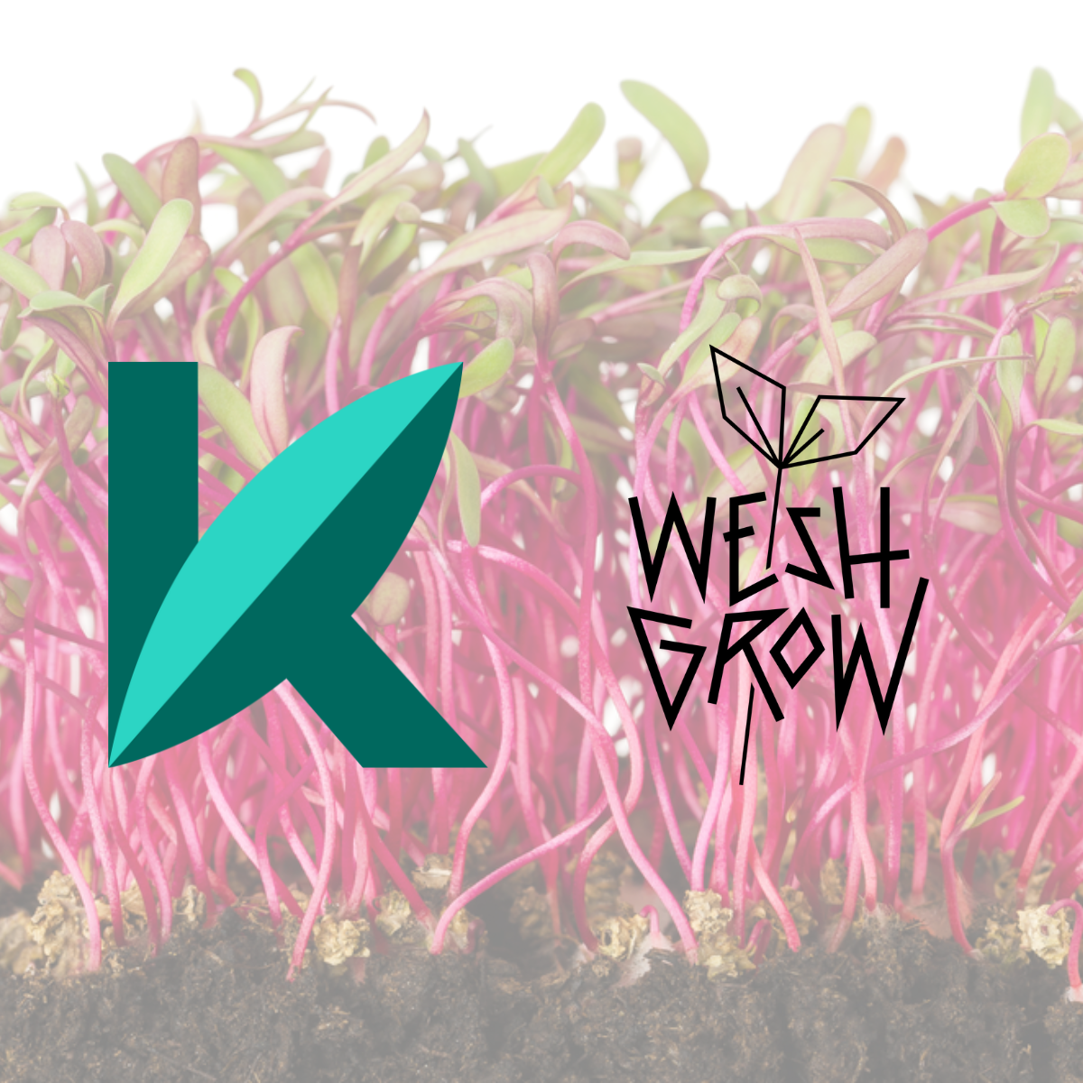 Wesh Grow and Kroptek