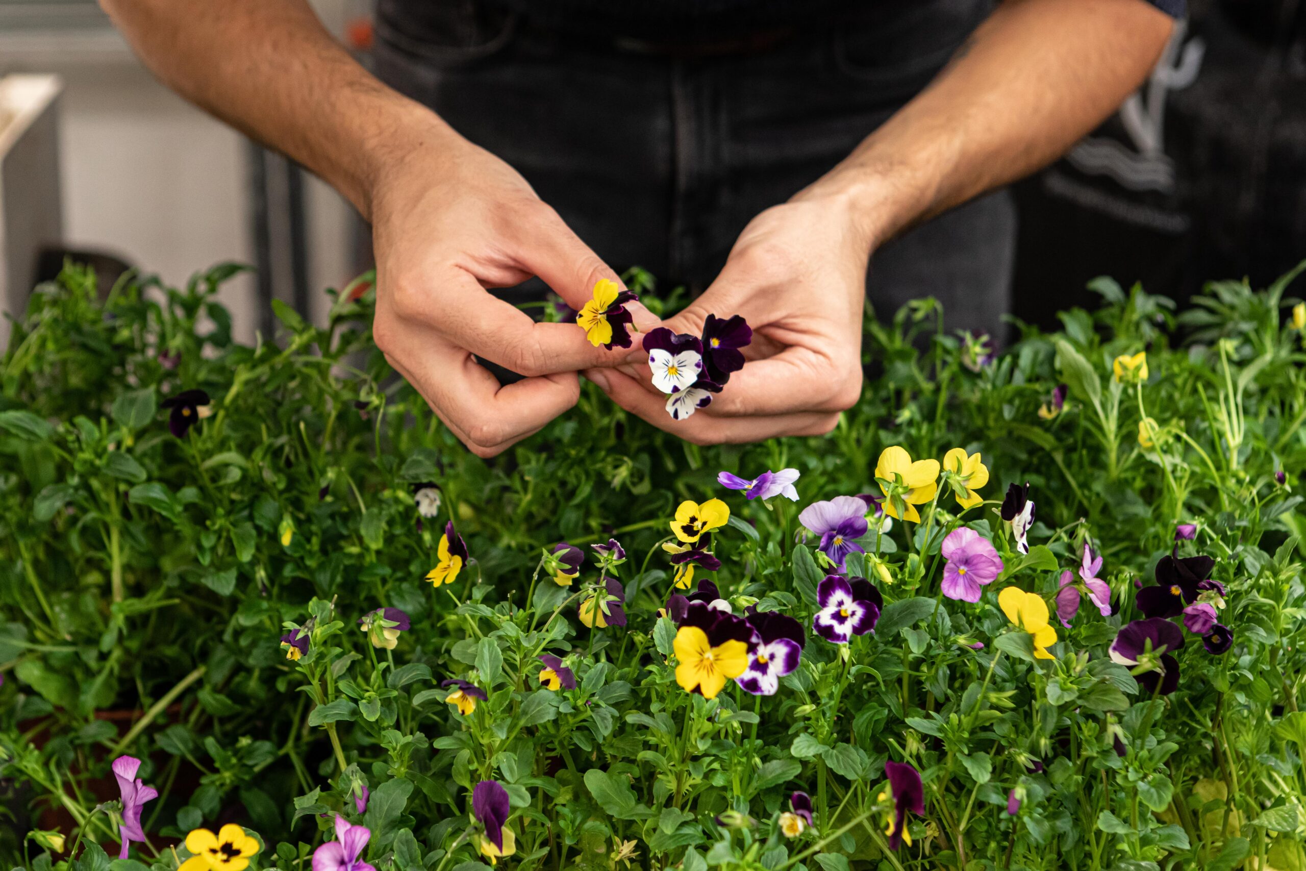 Edible Flowers: Vertical Farming's Blossoming Enterprise - Kroptek